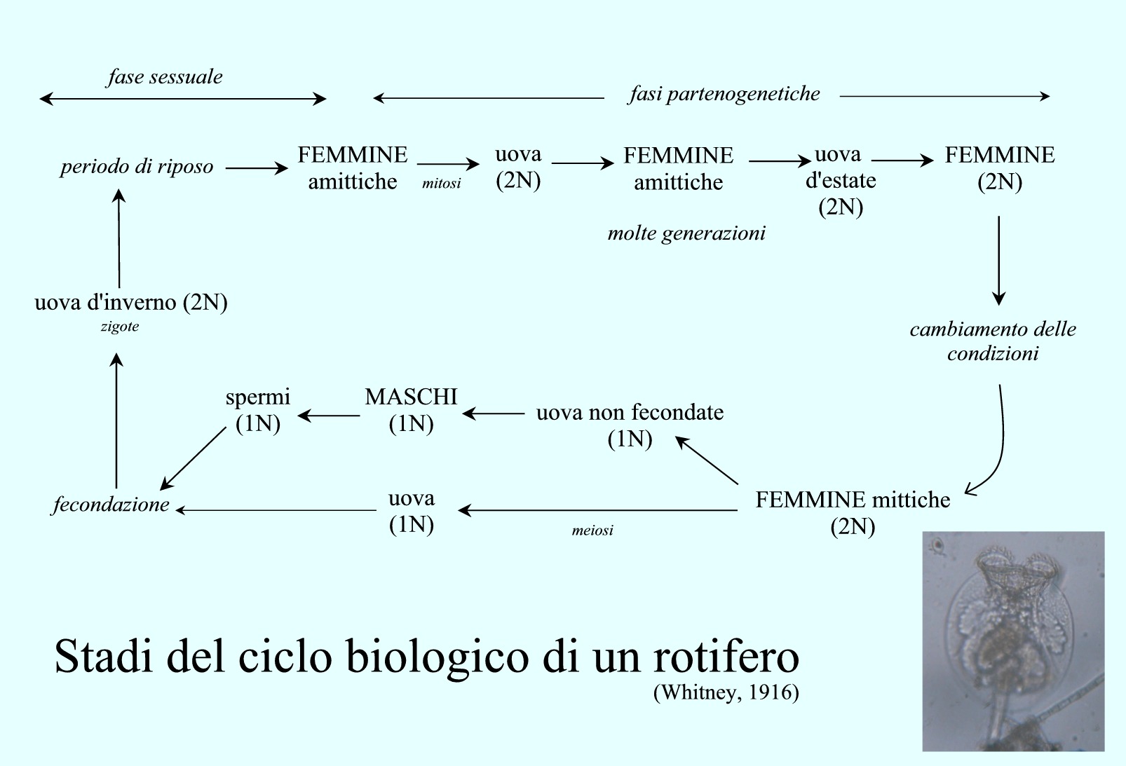 Scheda sui rotiferi
